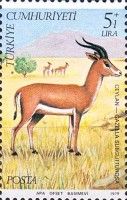 Goitered Gazelle (Gazella subgutturosa)