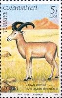 Mouflon (Ovis ammon orientalis)