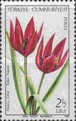 Manisa Tulip