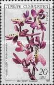 Orchis anatolica