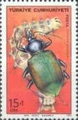 European Calosoma Beetle (Calosoma sycophanta)