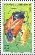 Bedbug (Deraeocoris rutilus)