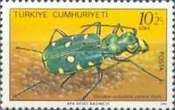 Green Tiger Beetle (Cicindela campestris)