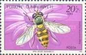 Glass-winged Syrphus (Syrphus vitripennis)