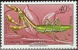 Praying Mantis (Empusa fasciata)