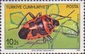Shield Bug (Eurydema Spectabile)