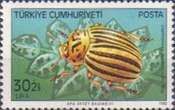 Colorado Potato Beetle (Leptinotarsa decemlineata)