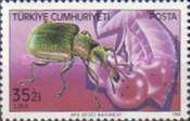 Apricot Weevil (Rynchites auratus)