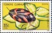 Frog Hopper (Cercopis intermedia)
