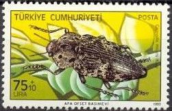Jewel Beetle (Capnodis miliaris)