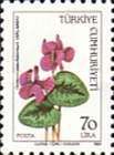 Cyclamen (Cyclamen Pseudoibericum)