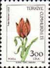 Tulip (Tulipa Sintenesii)