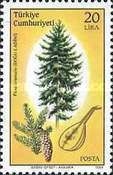 Oriental Spruce and Stringed Instrument