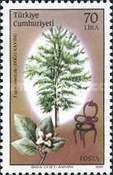 Oriental Beech and Chair