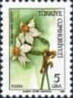 Narcissus tazetta