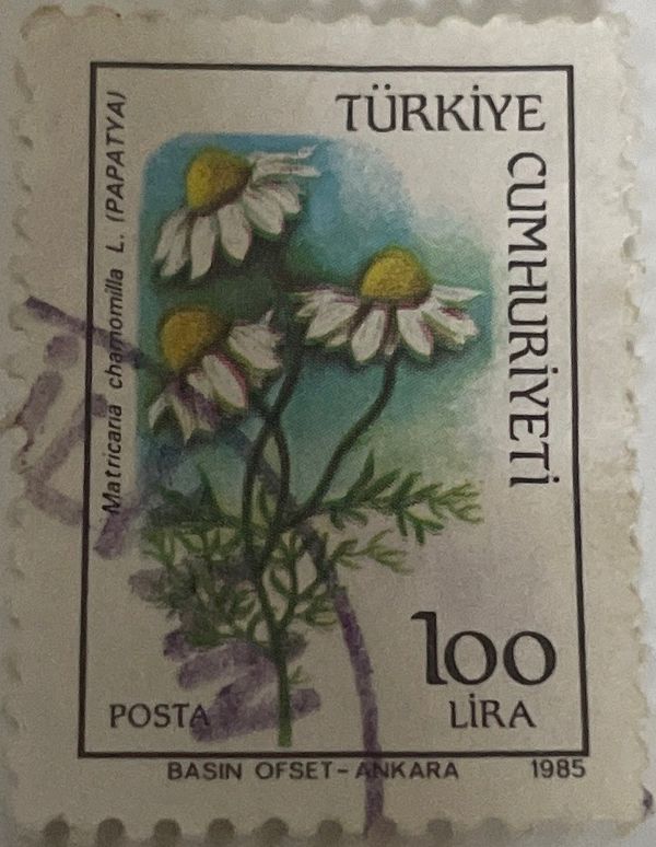 Daisy (Matricaria chamomilla)