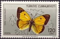Clouded Yellow (Colias croceus)