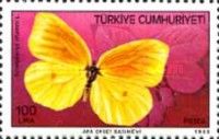 Brimstone (Gonepteryx rhamni)