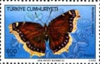Camberwell Beauty (Nymphalis antiopa)