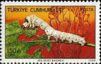 Silkworm (Bombyx mori)