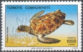 Green Sea Turtle (Chelonia mydas)