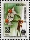 Narcissus tazetta - Surcharged