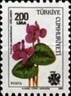 Cyclamen (Cyclamen Pseudoibericum) - Surcharged