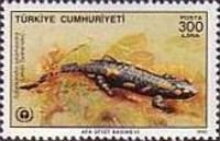 Fire Salamander (Salamandra salamandra)