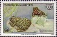 Fire-bellied Toad (Bombina bombina)