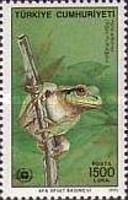 European Tree Frog (Hyla arborea)