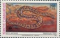 Javelin Sand Boa (Eryx jaculus)