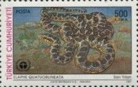 Four-lined Ratsnake (Elaphe quatuorlineata)