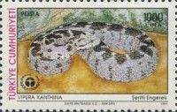 Rock Viper (Vipera xanthina)
