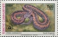 Caucasus Viper (Vipera kaznakovi)