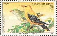 Golden Oriole (Oriolus oriolus)