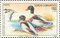 Common Shelduck (Tadorna tadorna)
