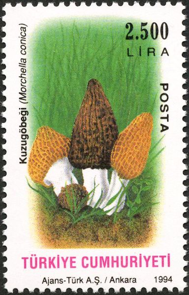 Morchella conica
