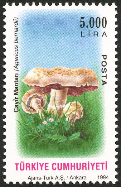 Agaricus bernardii
