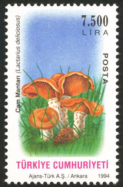 Lactarius Delicious