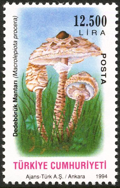 Macrolepiota procera