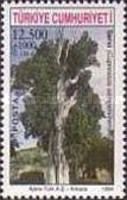 Cupressus Sempervirens
