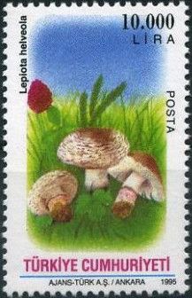 Flesh-Pink Shade Ling (Lepiota helveola)