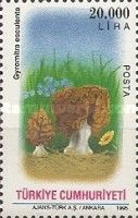 Spring Lorchel (Gyromitra esculenta)