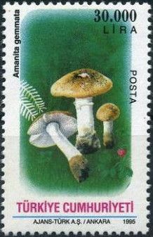 Daffodil Yellow Amanita (Amanita gemmata)