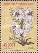 Madonna Lily (Lilium candidum)