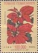 Poinsettia (Euphorbia pulcherima)