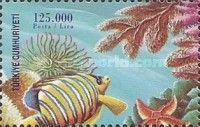 Regal Angelfish (Pygoplites diacanthus), Coral, Starfish