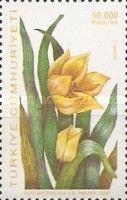 Tulipa sylvestris