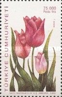 Tulipa armena (pink)
