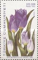 Tulipa armena (violet)